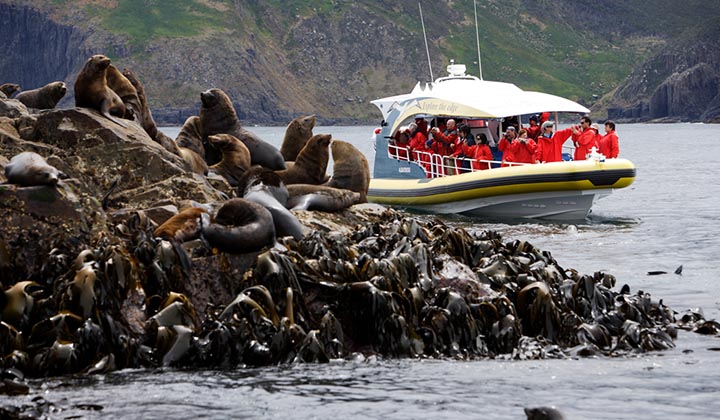 NEW-WEBSITE-Gallery-pENNICOTT-wILDERNESS-jOURNEYS-_0016_seals-friars-300dpi